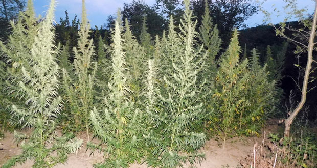 ПОТЕРА КОД ШИДА: Бежао од полиције кад су му открили засад марихуане